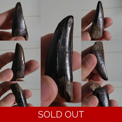 2inch+ Great Quality Tyrannosaurus Rex Dinosaur Tooth Fossil Rare T-Rex
